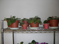 �ҵ�СС���������������´��죩