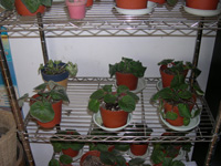 �ҵ�СС���������������´��죩