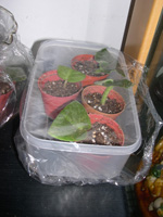 �ҵ�СС���������������´��죩