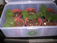 �ҵ�СС���������������´��죩