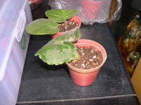 �ҵ�СС���������������´��죩