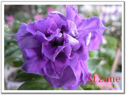 ţ���ܡ�����ţ�ࣨ�������ͼ��