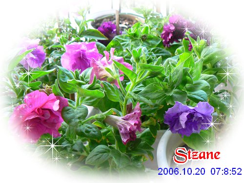 ţ���ܡ�����ţ�ࣨ�������ͼ��