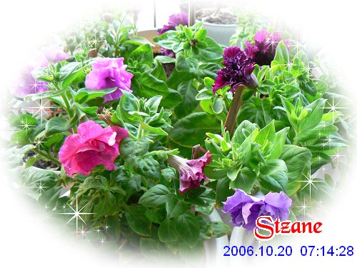 ţ���ܡ�����ţ�ࣨ�������ͼ��