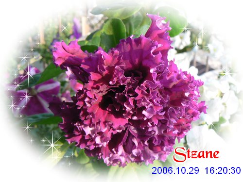 ţ���ܡ�����ţ�ࣨ�������ͼ��