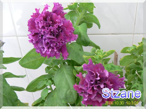 ţ���ܡ�����ţ�ࣨ�������ͼ��