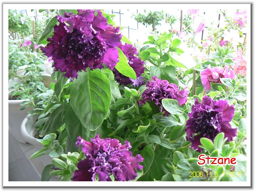 ţ���ܡ�����ţ�ࣨ�������ͼ��