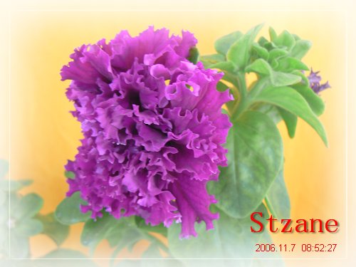 ţ���ܡ�����ţ�ࣨ�������ͼ��