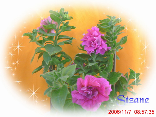 ţ���ܡ�����ţ�ࣨ�������ͼ��