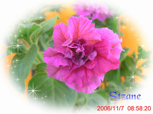 ţ���ܡ�����ţ�ࣨ�������ͼ��