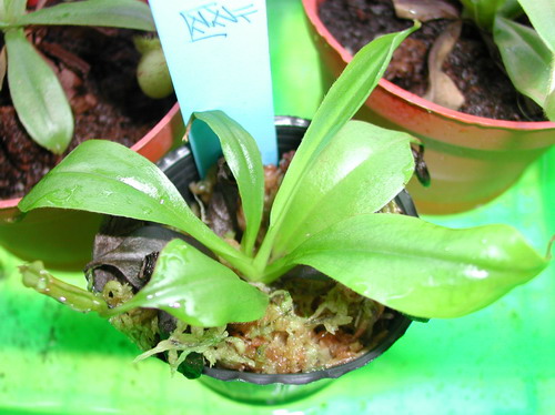 �W�N �i�\��