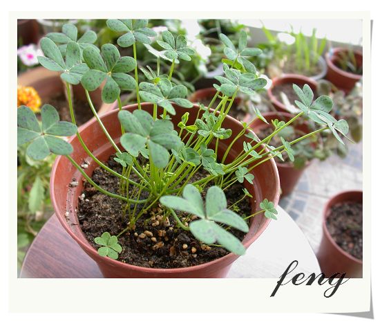 2006�������