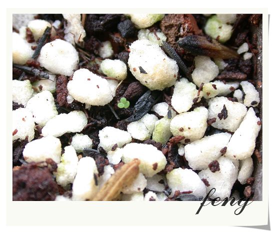 2006�������