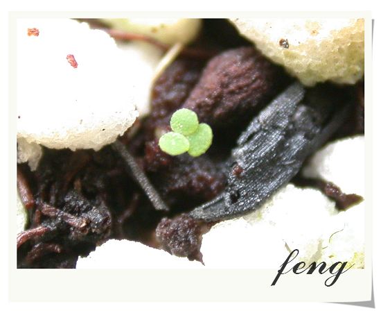 2006�������