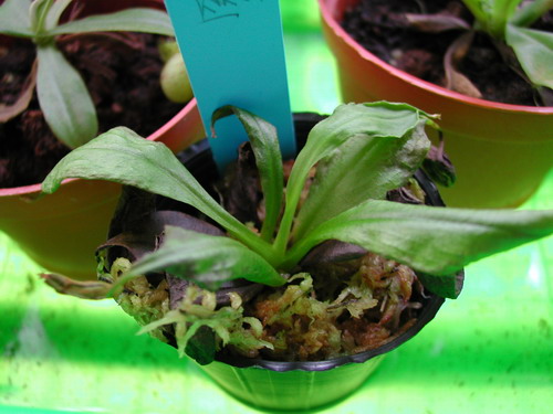 �W�N �i�\��