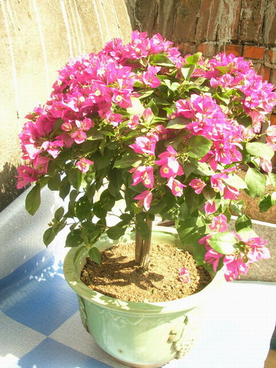 ������̨�ϵ�Ҷ�ӻ�������÷����P29��ͼ��