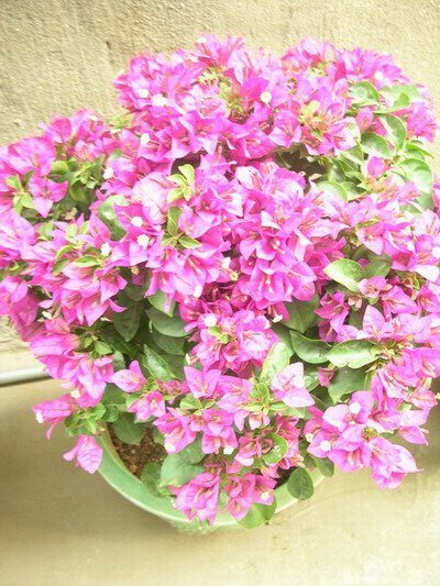 ������̨�ϵ�Ҷ�ӻ�������÷����P29��ͼ��