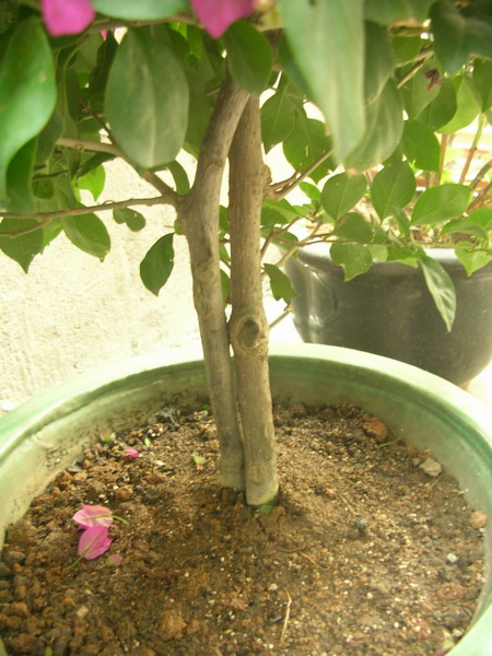 ������̨�ϵ�Ҷ�ӻ�������÷����P29��ͼ��