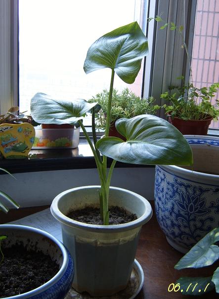 [��ͼ]��ѿ�����ǡ����غ컨��