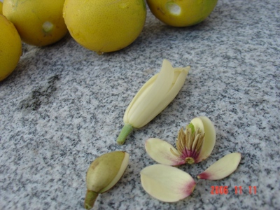 ���Ǽ���ʵ��СԺ��