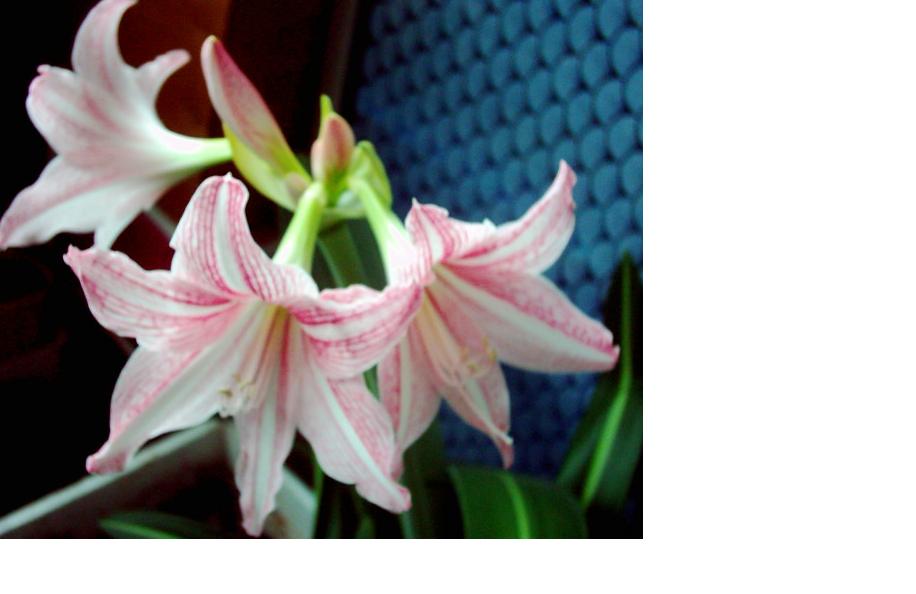 ���ߵ����ο���  ��������ͼƬ�ˣ�