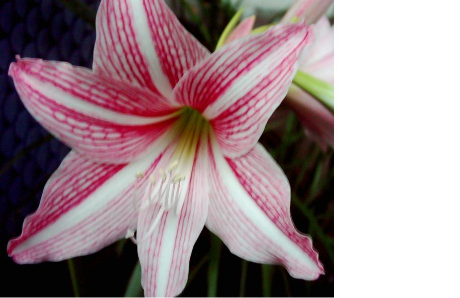 ���ߵ����ο���  ��������ͼƬ�ˣ�