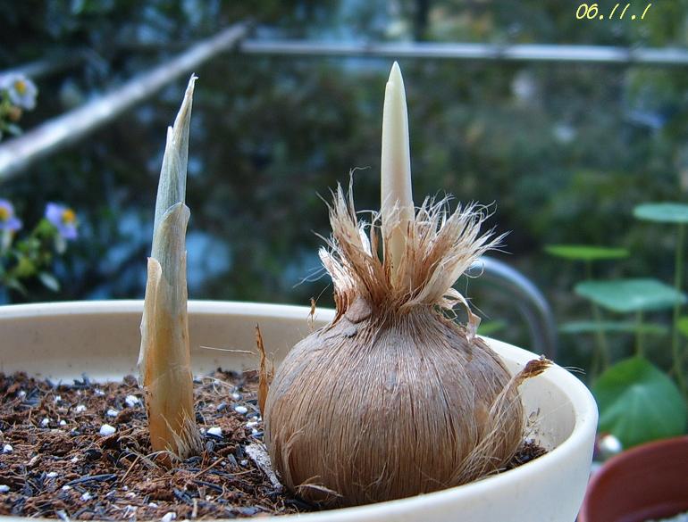 [��ͼ]��ѿ�����ǡ����غ컨��