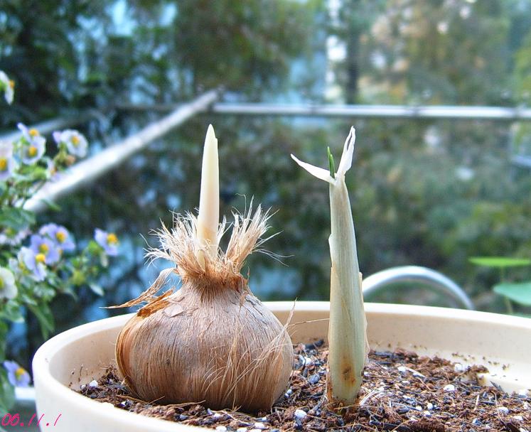 [��ͼ]��ѿ�����ǡ����غ컨��