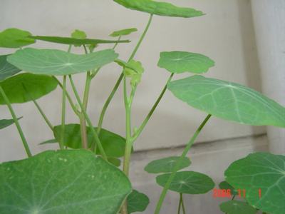 �ɰ��Ľ���(�����ϵ��л�����2��ҳ)