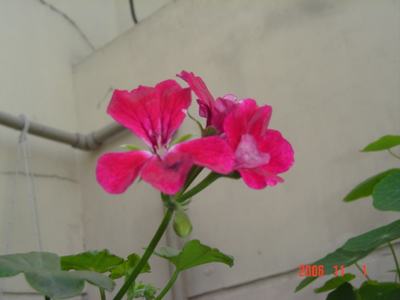 ����Ļ�(XYP�������ÿ�����23ҳ)