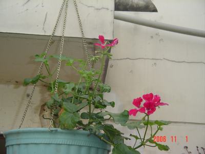 ����Ļ�(XYP�������ÿ�����23ҳ)