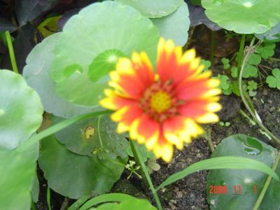 ����Ļ�(XYP�������ÿ�����23ҳ)