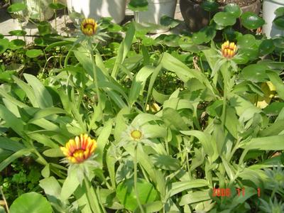 ����Ļ�(XYP�������ÿ�����23ҳ)