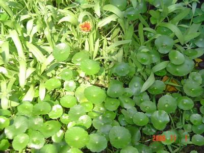 ����Ļ�(XYP�������ÿ�����23ҳ)