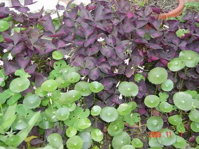 ����Ļ�(XYP�������ÿ�����23ҳ)