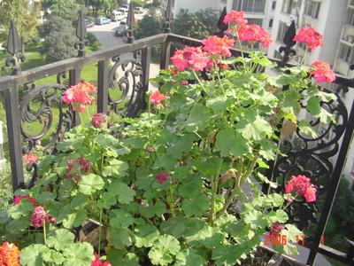 ����Ļ�(XYP�������ÿ�����23ҳ)