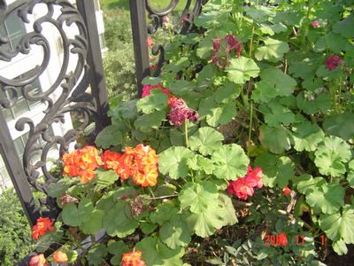 ����Ļ�(XYP�������ÿ�����23ҳ)