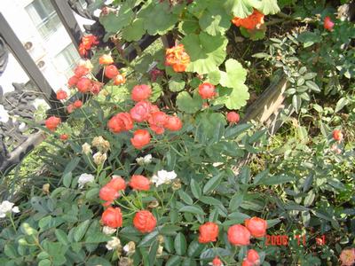 ����Ļ�(XYP�������ÿ�����23ҳ)