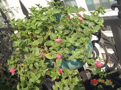 ����Ļ�(XYP�������ÿ�����23ҳ)