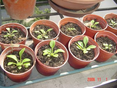 ����Ļ�(XYP�������ÿ�����23ҳ)