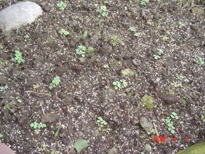 ����Ļ�(XYP�������ÿ�����23ҳ)