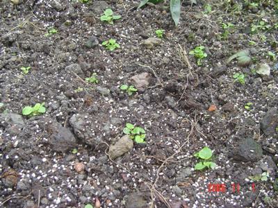 ����Ļ�(XYP�������ÿ�����23ҳ)