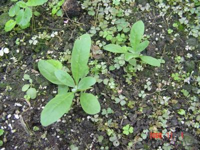 ����Ļ�(XYP�������ÿ�����23ҳ)