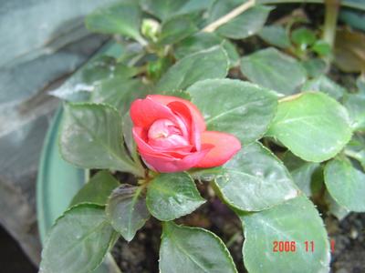 �ɰ��Ľ���(�����ϵ��л�����2��ҳ)