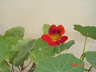 �ɰ��Ľ���(�����ϵ��л�����2��ҳ)