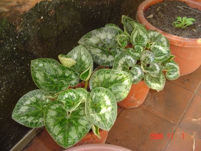 �ɿ����л�����