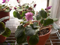 �ҵ�СС���������������´��죩