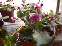 �ҵ�СС���������������´��죩