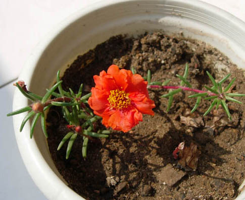 �������·�����ͼ