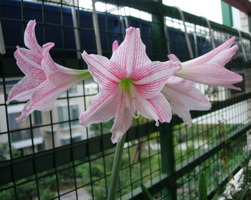 �������·�����ͼ